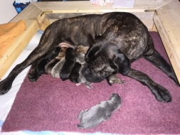 máme štěňátka - Cane Corso