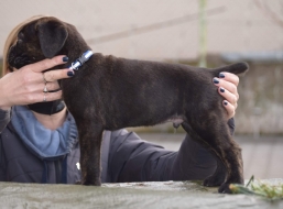 máme štěňátka - Cane Corso